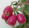 Australian Brush Cherry (M&#7853;n c Chu) -  