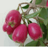 Australian Brush Cherry (Mận �c Ch�u) -  