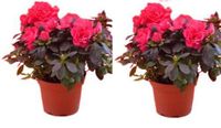 Azaleas (2 Pots) 22cm