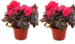 Azaleas (2 Pots) 22cm