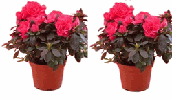 Azaleas (2 Pots) 22cm