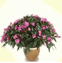 Azaleas (2 Pots