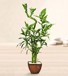 Bamboo Arrangement