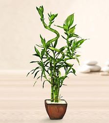 Bamboo Arrangement