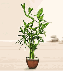 Bamboo Arrangement