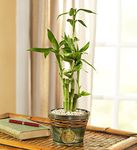 Bamboo in Asian Planter 
