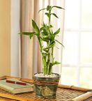 Bamboo in Asian Planter 