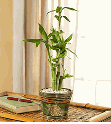 Bamboo in Asian Planter 
