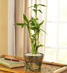 Bamboo in Asian Planter small