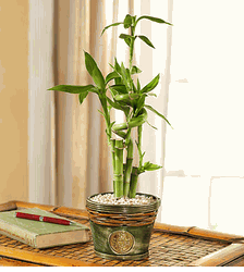 Bamboo in Asian Planter small