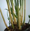 Bamboo Palm (Tre Cau) -