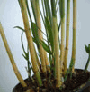 Bamboo Palm (Tre Cau) -