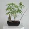 Bamboo (Tre, Trc) 