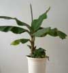 Banana, Plants