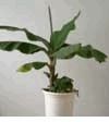 Banana, Plants