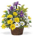 Basket spring