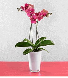 Beauty Blooms Orchid Plant