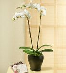 Beauty Phalaenopsis Orchid 