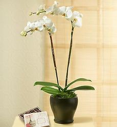 Beauty Phalaenopsis Orchid 