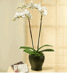 Beauty Phalaenopsis Orchid 