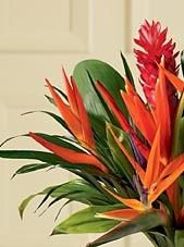 Birds Of Paradise 5 stems
