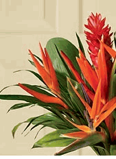 Birds Of Paradise 5 stems
