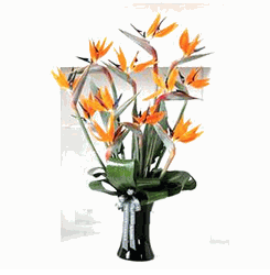 Birds Of  Paradise 