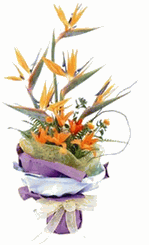 Birds of paradise
