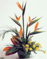 Click to enlarge