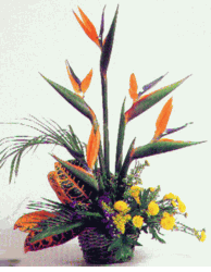 Birds of paradise basket
