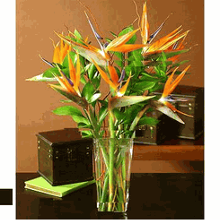 Birds of paradise bouquet