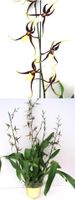 Black Spider Orchid 