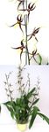 Black Spider Orchid 