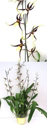 Black Spider Orchid 