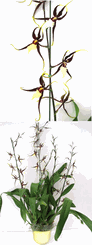 Black Spider Orchid 