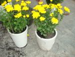 Bloom plants 2 pots