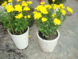 Bloom plants 2 pots