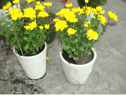Bloom plants 2 pots