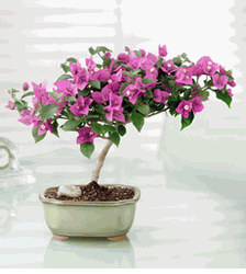 Blooming bonsai