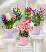 Blooming Plants  Assorted , new year gifts