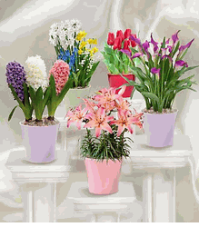 Blooming Plants  Assorted , new year gifts