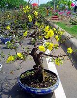 Blooming Plants Hoa Mai Gifts