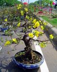 Blooming Plants Hoa Mai Gifts