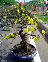 Blooming Plants Hoa Mai Gifts