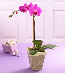  Blooms Orchid