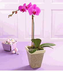  Blooms Orchid