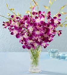  Blossom Orchid 