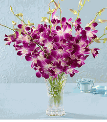  Blossom Orchid 