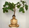 Bo Tree, Bodhi Tree (B&#7891; &#7873;) - Ficus religiosa