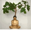 Bo Tree, Bodhi Tree (Bồ �ề) - Ficus religiosa